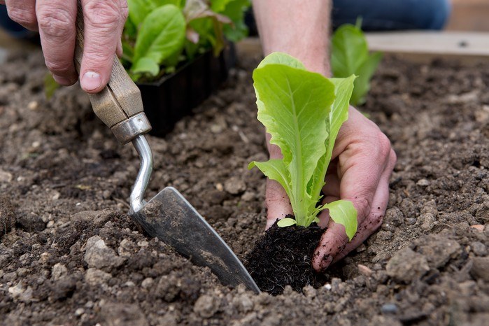 Two hands firming a lettuce seedling into dark soil beside a trowel, with a tray of seedlings waiting to go in